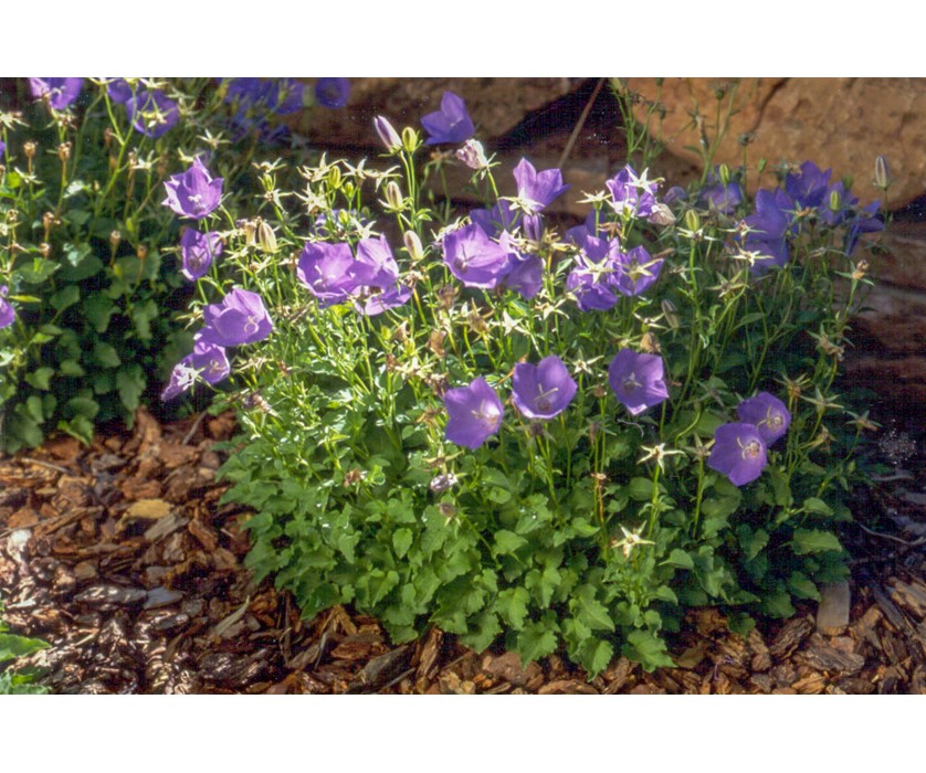 Blue Tussock Bellflower